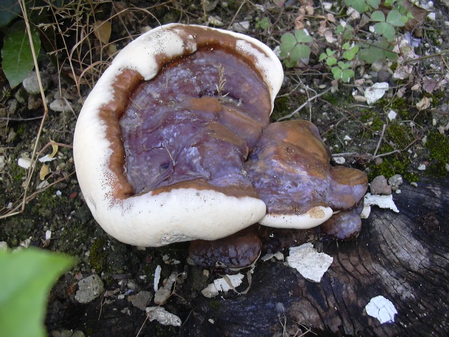 fungo coriaceo (crescita di Ganoderma sp.)